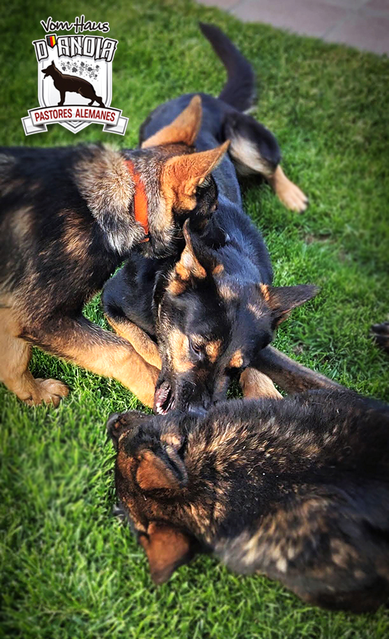 Jugando…