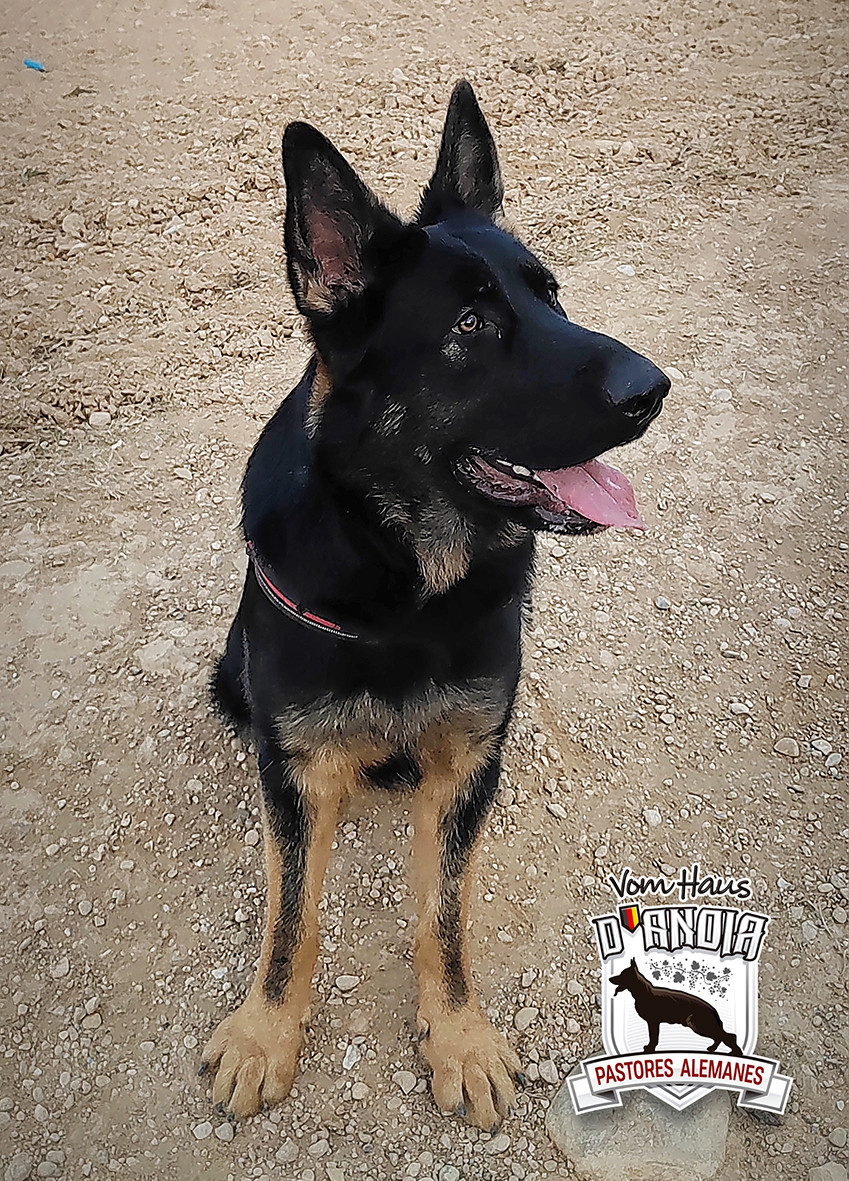 Duc, 10 meses