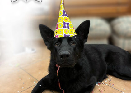 Feliz año desde…