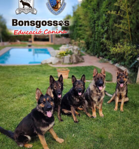 Buscando «salchichas»