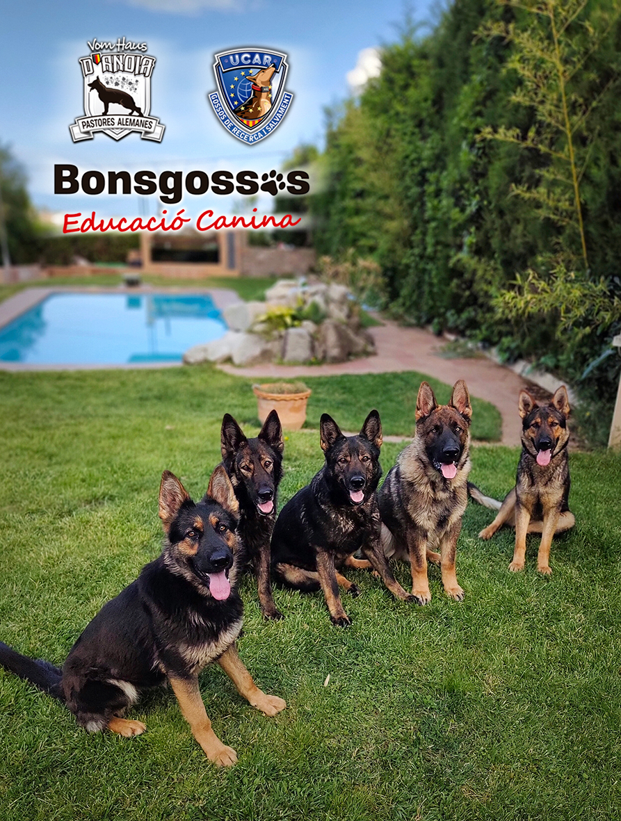 Buscando «salchichas»