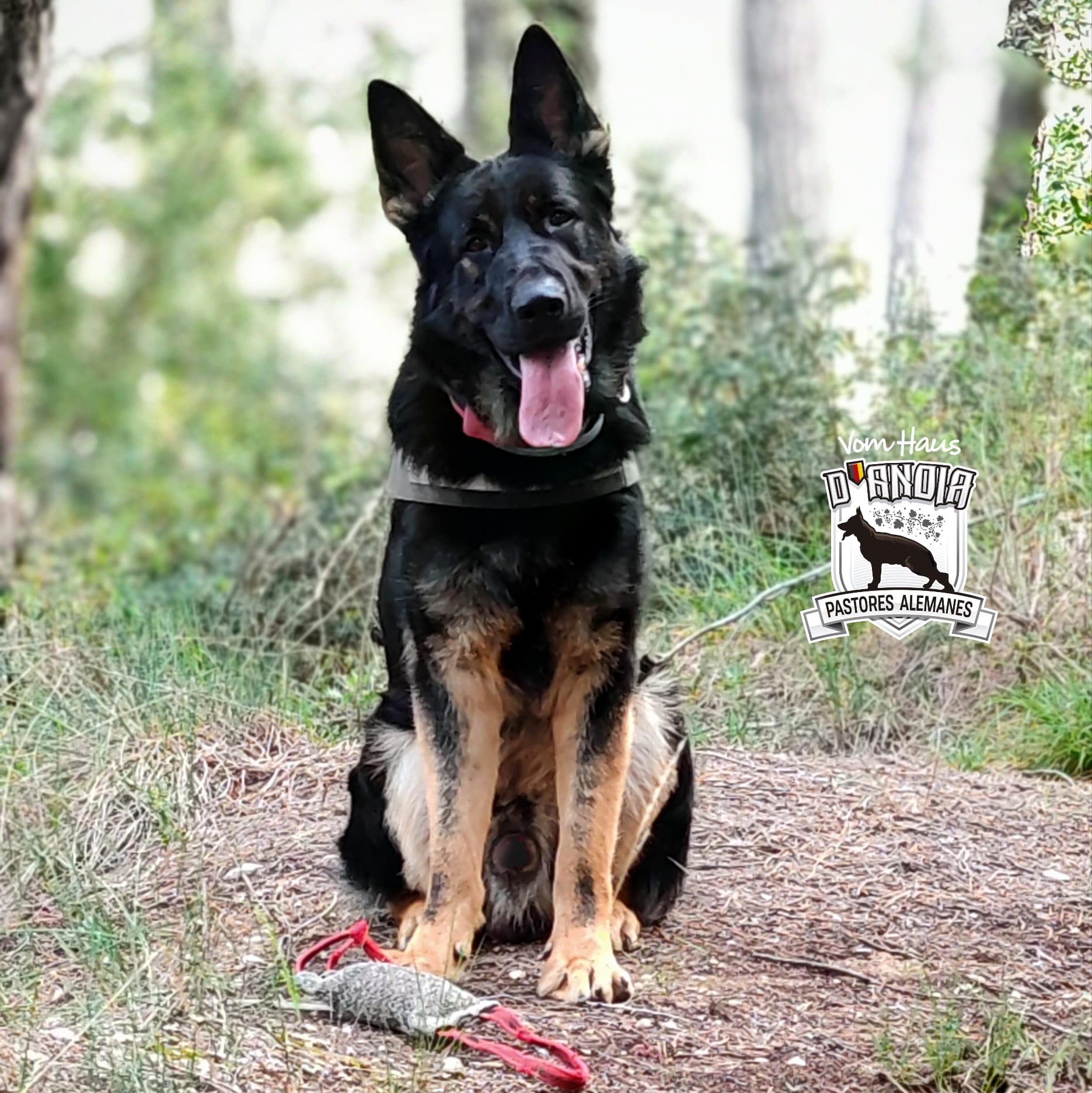 Duc Vom Haus d’Anoia