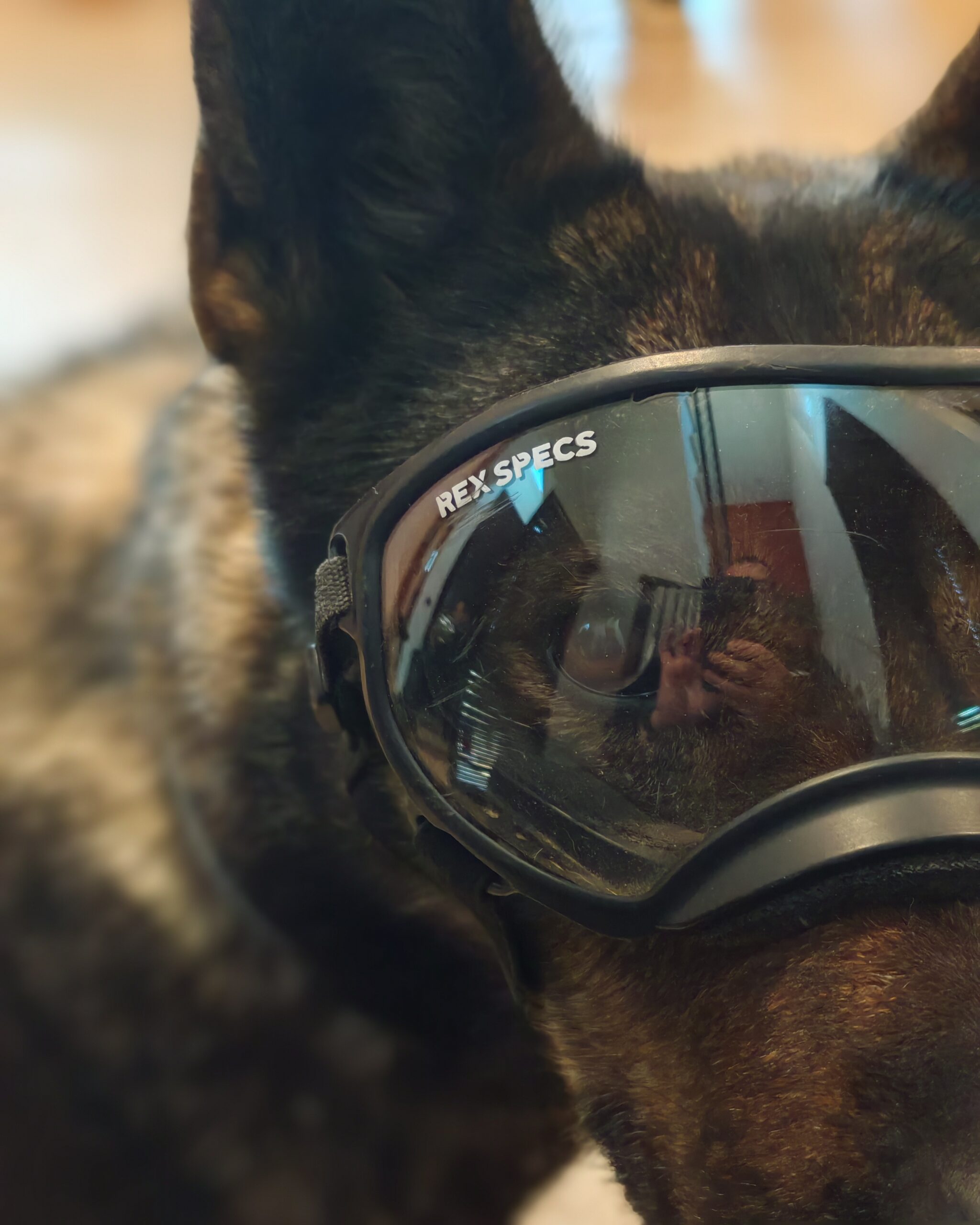 REX SPECS