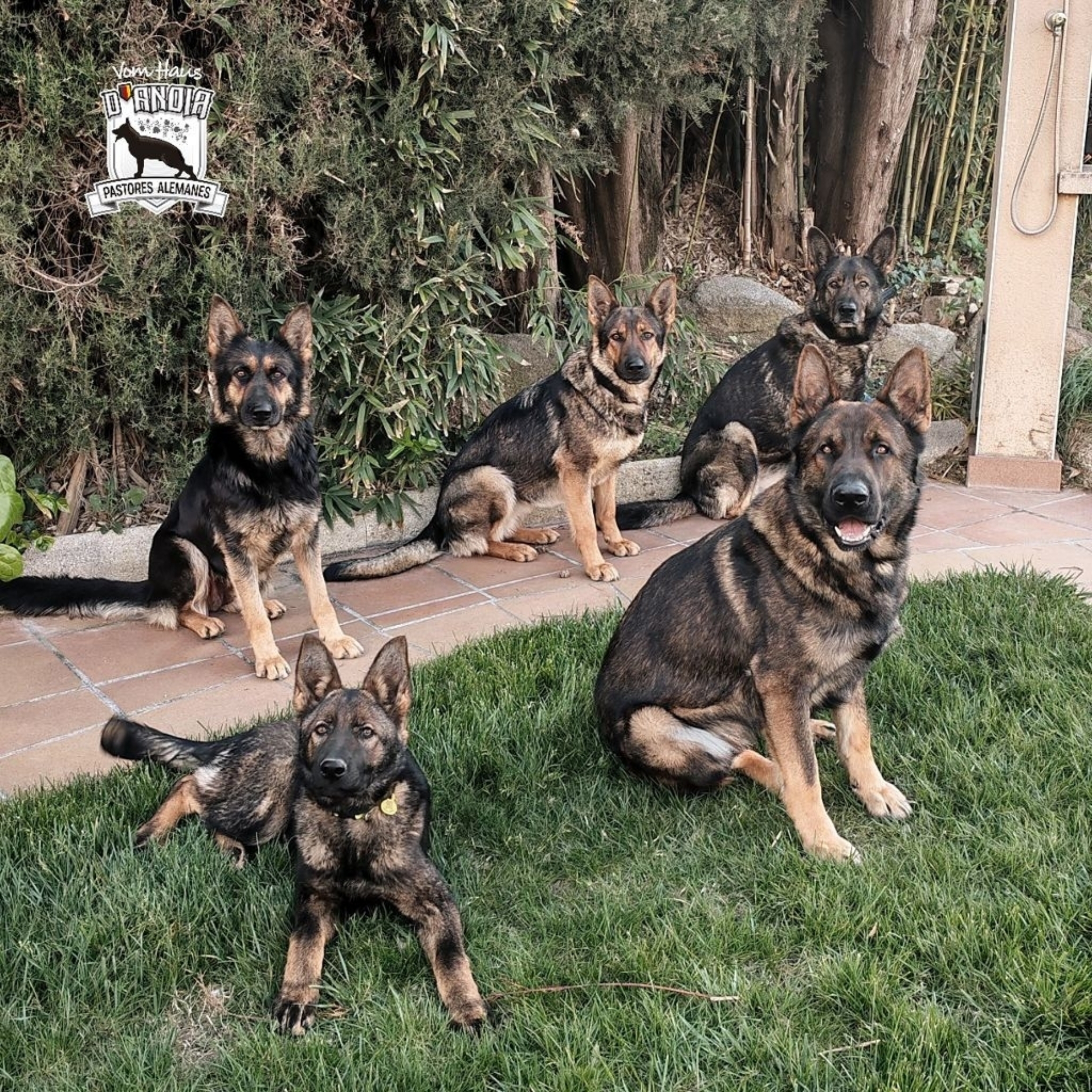 Foto de familia perruna
