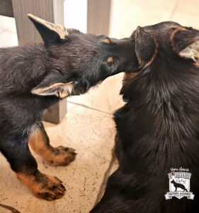 Quiero jugar!