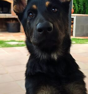 La señora baronesa