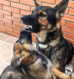 Comunicación Canina