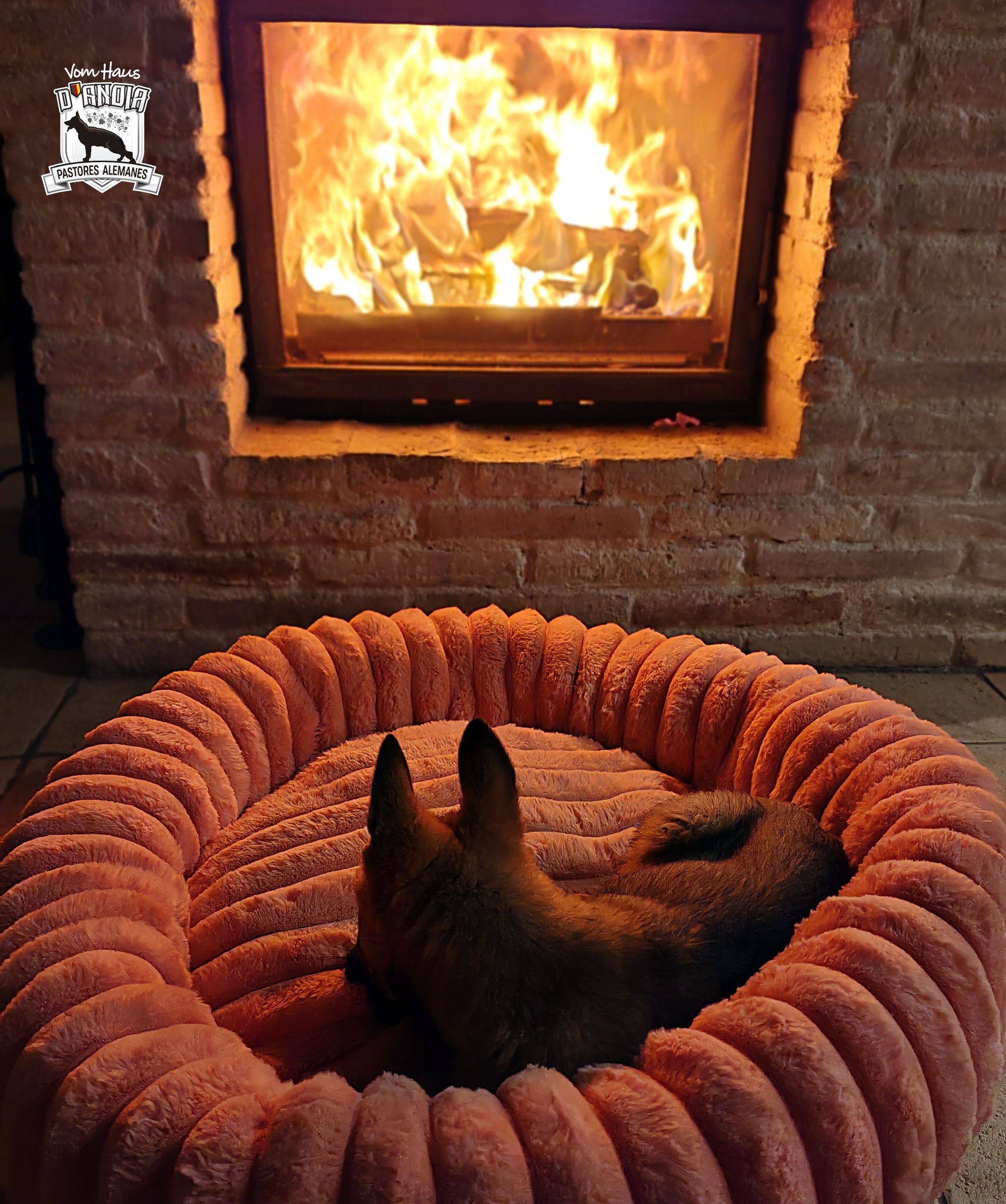 Jessy Vom Haus d’Anoia