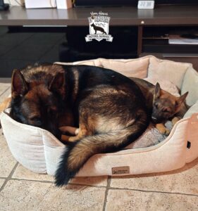 Cepillado Express 2.0