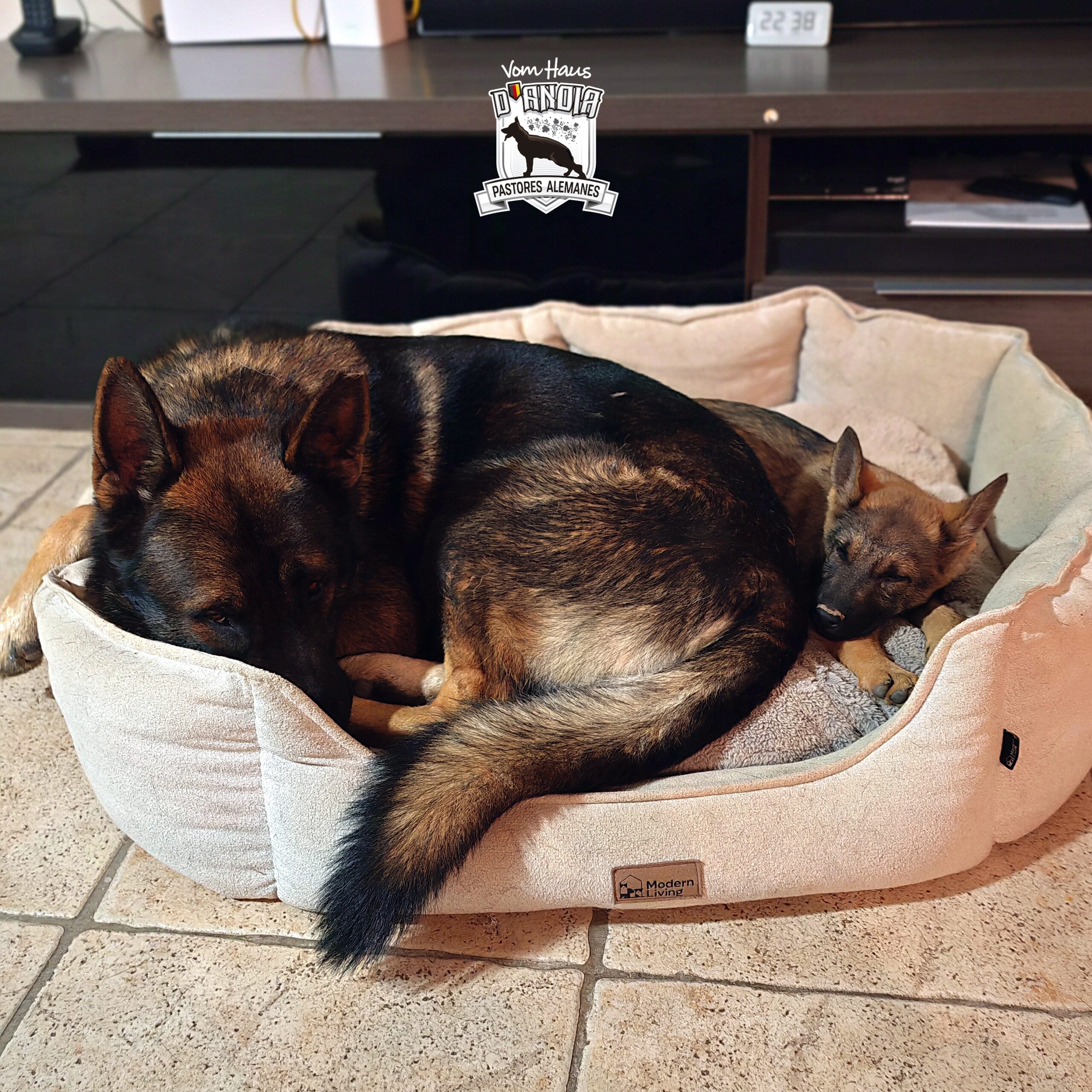 Cepillado Express 2.0