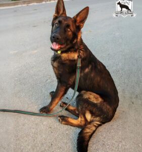 Jagger Vom Haus d’Anoia