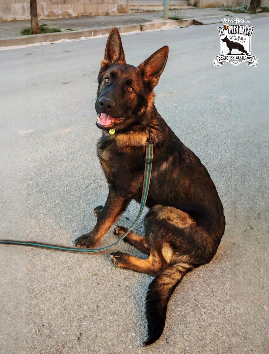 Jagger Vom Haus d’Anoia