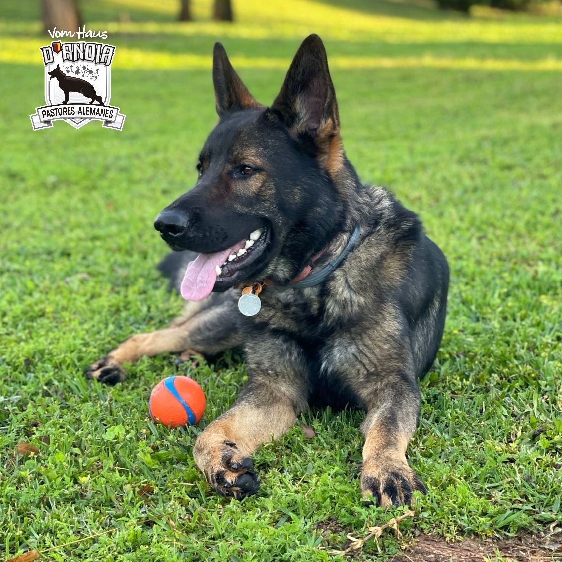 Furby Vom Haus d’Anoia