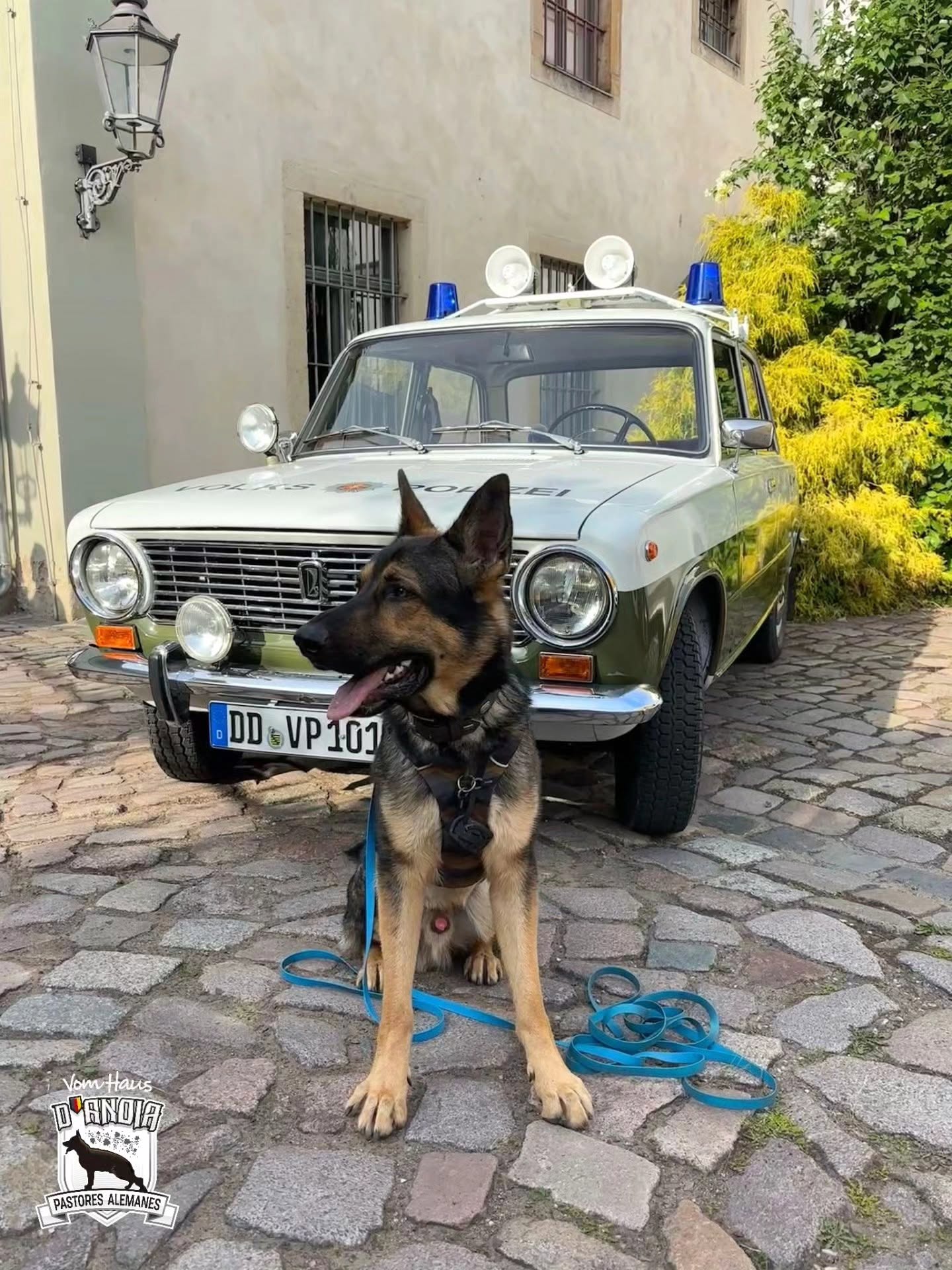 Gibo desde Alemania
