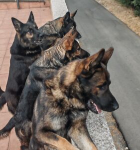 ¿Pero vigilan? …