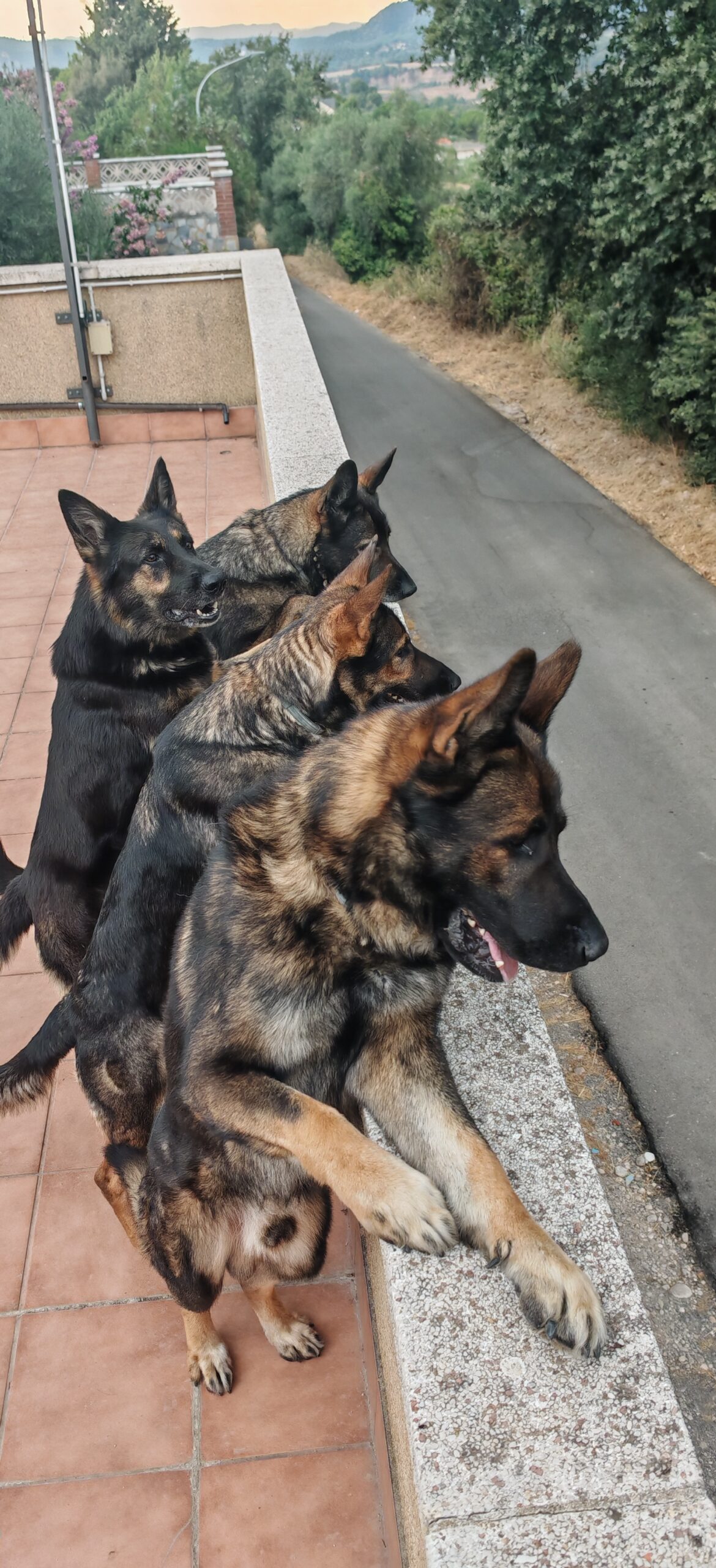 ¿Pero vigilan? …