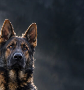 NUESTROS PERROS